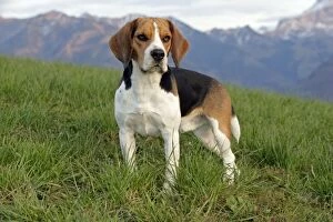 Dog - Beagle male standing in meadow, alert