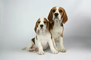 Dog - Beagle Mother and Puppy sitting down
