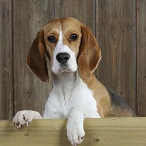 Dog - Beagle - peaking over gate