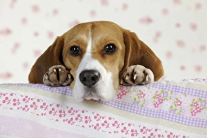 Images Dated 19th February 2011: Dog - Beagle - peaking over sofa