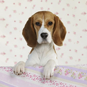 Images Dated 19th February 2011: Dog - Beagle - peaking over sofa