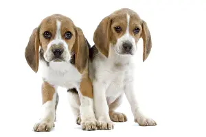 Beagles Prints: Dog - Beagle puppies