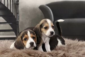 Images Dated 12th April 2017: Dog Beagle puppies