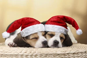 Images Dated 14th August 2018: Dog - Beagle puppies asleep wearing Christmas hats