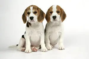 Hound Prints: Dog - Beagle Puppies sitting down