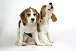 Barking Prints: Dog - Beagle Puppies sitting down