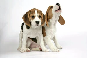 Dog - Beagle Puppies sitting down, one howling