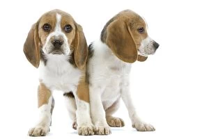 Dog - Beagle puppies in studio