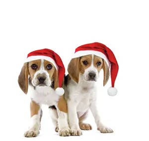 Dog - Beagle puppies wearing Christmas hats