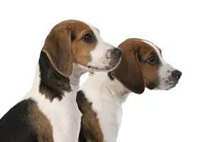 DOG. Beagle puppies x2 ( 16 weeks old ), portrait, head study, profile, studio, white background