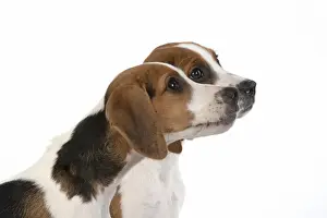DOG. Beagle puppies x2 ( 16 weeks old ), portrait, head study, profile, studio, white background