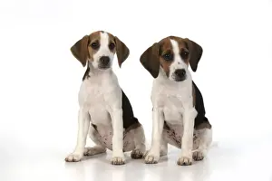 DOG. Beagle puppies x2 ( 16 weeks old ), portrait, studio, white background