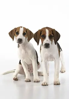 DOG. Beagle puppies x2 ( 16 weeks old ), portrait, studio, white background