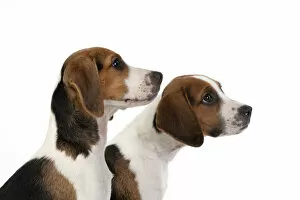 Beagle Gallery: DOG. Beagle puppies x2 ( 16 weeks old ), portrait, head study, profile, studio, white background