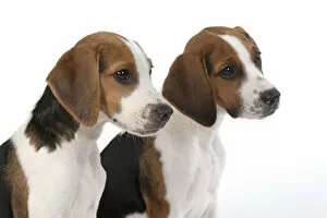 Images Dated 4th August 2020: DOG. Beagle puppies x2 ( 16 weeks old ), portrait, head study, profile, studio, white background
