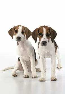 Images Dated 4th August 2020: DOG. Beagle puppies x2 ( 16 weeks old ), portrait, studio, white background