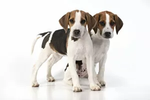 Images Dated 4th August 2020: DOG. Beagle puppies x2 ( 16 weeks old ), portrait, studio, white background