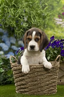 Images Dated 13th April 2014: Dog - Beagle puppy