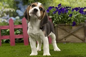 Images Dated 13th April 2014: Dog - Beagle puppy