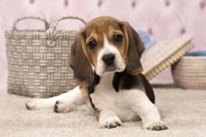 Dog Beagle puppy