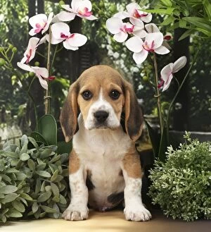 Images Dated 12th April 2017: Dog Beagle puppy