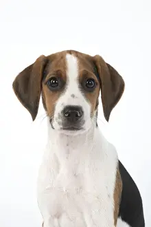 Beagles Prints: DOG. Beagle puppy ( 16 weeks old ), portrait, studio, white background