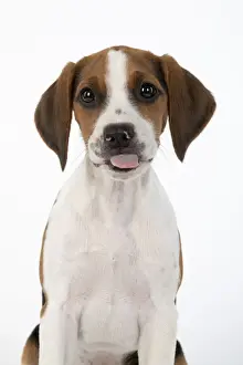 DOG. Beagle puppy ( 16 weeks old ), portrait, tongue out studio, white background