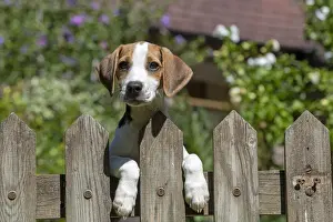 DOG. Beagle puppy ( 16 weeks old ), portrait, looking over a gate paws over, garden