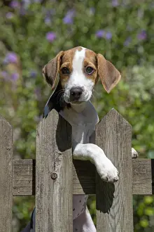 DOG. Beagle puppy ( 16 weeks old ), portrait, looking over a gate paws over, garden
