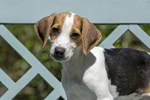 DOG. Beagle puppy ( 16 weeks old ), portrait, sitting on a garden bench, summer