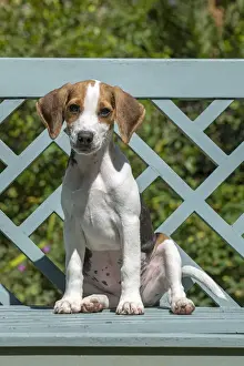 DOG. Beagle puppy ( 16 weeks old ), portrait, sitting on a garden bench, summer