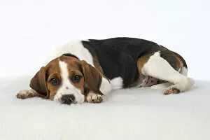 Beagle Gallery: DOG. Beagle puppy ( 16 weeks old ),sleepy  laying down, , studio, white background