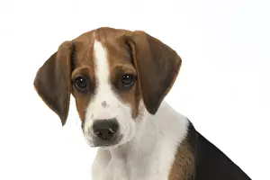 DOG. Beagle puppy ( 16 weeks old ), portrait, studio, white background