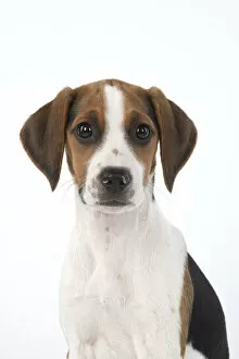 Beagle Gallery: DOG. Beagle puppy ( 16 weeks old ), portrait, studio, white background