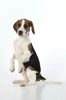 Images Dated 4th August 2020: DOG. Beagle puppy ( 16 weeks old ), portrait, sitting with paws up, studio, white background