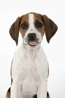 Images Dated 4th August 2020: DOG. Beagle puppy ( 16 weeks old ), portrait, tongue out studio, white background