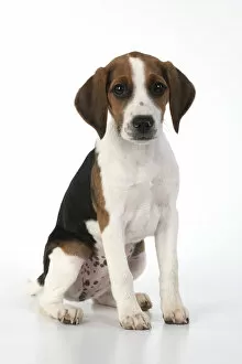 Images Dated 4th August 2020: DOG. Beagle puppy ( 16 weeks old ), portrait, sitting studio, white background