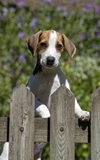 Images Dated 4th August 2020: DOG. Beagle puppy ( 16 weeks old ), portrait, looking over a gate paws over, garden