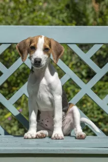 Images Dated 4th August 2020: DOG. Beagle puppy ( 16 weeks old ), portrait, sitting on a garden bench, summer