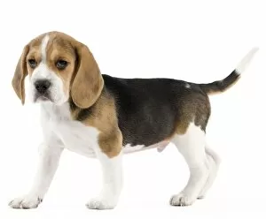 Black Tan And White Gallery: Dog - Beagle puppy