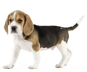 Baby Animal Prints: Dog - Beagle puppy