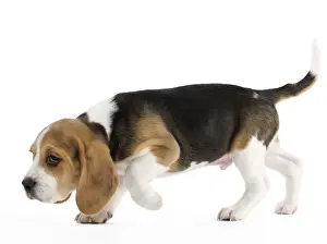 Tricolour Prints: Dog - Beagle puppy