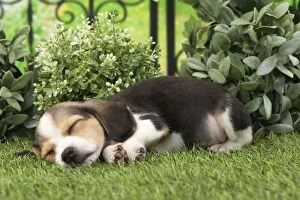 Dog Beagle puppy asleep