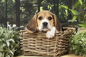 Dog Beagle puppy in a basket