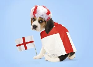 Images Dated 13th April 2014: Dog - Beagle puppy with england flags & wig Digital Dog - Beagle puppy with england flags & wig Digital