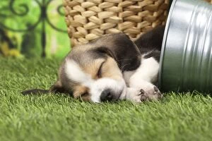 Beagle Gallery: Dog Beagle puppy in flower pot asleep