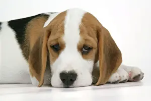 Hound Prints: Dog - Beagle Puppy lying down