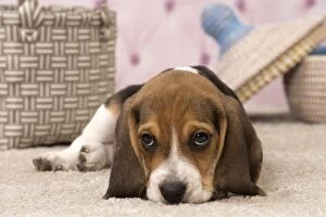 Dog Beagle puppy lying down looking sad