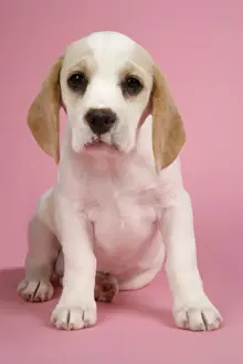 Beagles Prints: Dog - Beagle Puppy sitting down