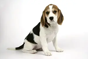 Dog - Beagle Puppy sitting down